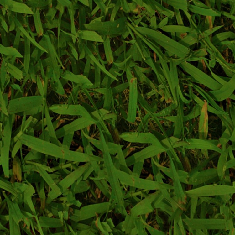 Textures   -   NATURE ELEMENTS   -   VEGETATION   -   Green grass  - Green grass texture seamless 13022 - HR Full resolution preview demo