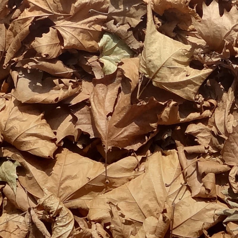 Textures   -   NATURE ELEMENTS   -   VEGETATION   -   Leaves dead  - Leaves dead texture seamless 18645 - HR Full resolution preview demo
