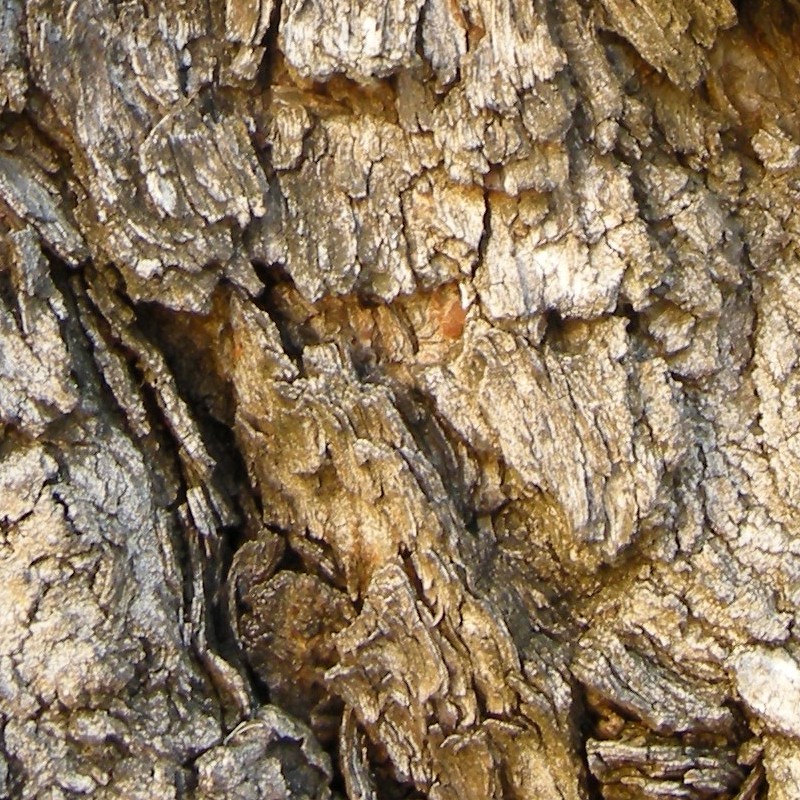 Textures   -   NATURE ELEMENTS   -   BARK  - Bark texture seamless 12367 - HR Full resolution preview demo