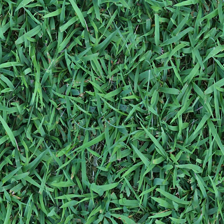 Textures   -   NATURE ELEMENTS   -   VEGETATION   -   Green grass  - Green grass texture seamless 13026 - HR Full resolution preview demo