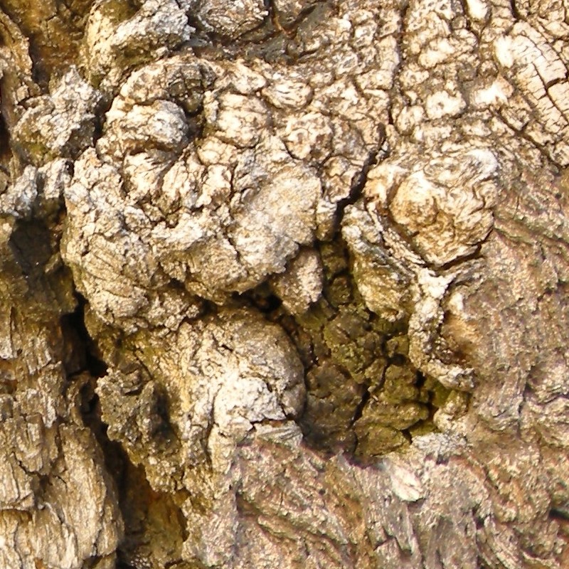 Textures   -   NATURE ELEMENTS   -   BARK  - Bark texture seamless 12368 - HR Full resolution preview demo