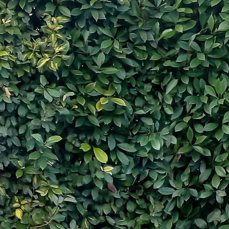 Textures   -   NATURE ELEMENTS   -   VEGETATION   -   Hedges  - Cut out hedge texture seamless 17684 - HR Full resolution preview demo