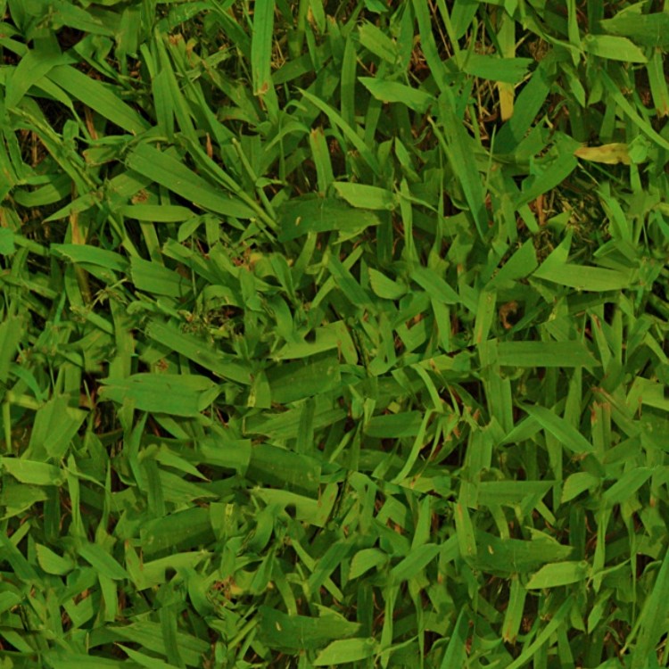 Textures   -   NATURE ELEMENTS   -   VEGETATION   -   Green grass  - Green grass texture seamless 13027 - HR Full resolution preview demo