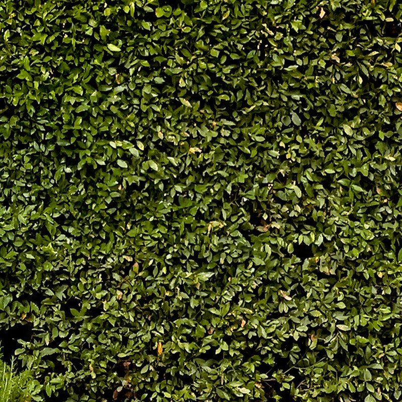 Textures   -   NATURE ELEMENTS   -   VEGETATION   -   Hedges  - Cut out hedge texture 17685 - HR Full resolution preview demo