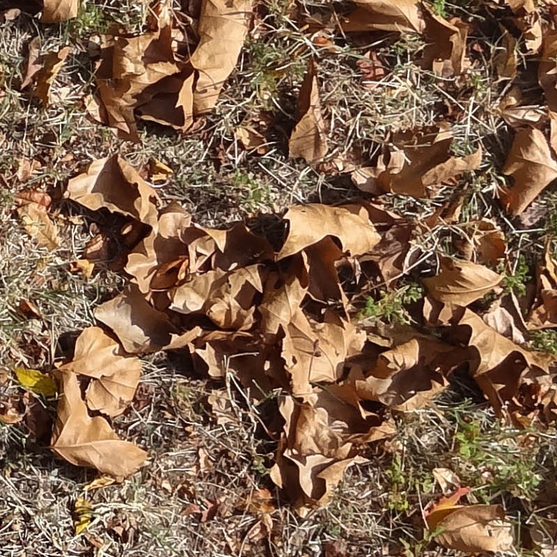 Textures   -   NATURE ELEMENTS   -   VEGETATION   -   Leaves dead  - Dry grass with dead leaves texture seamless 18648 - HR Full resolution preview demo