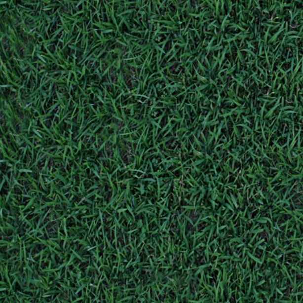 Textures   -   NATURE ELEMENTS   -   VEGETATION   -   Green grass  - Green grass texture seamless 13028 - HR Full resolution preview demo