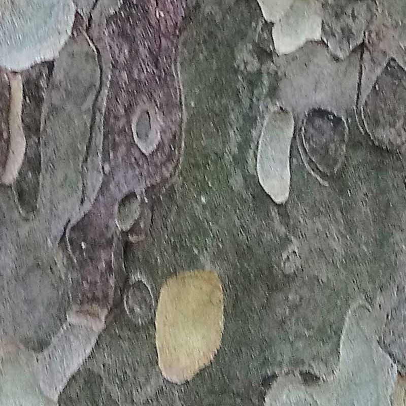 Textures   -   NATURE ELEMENTS   -   BARK  - Platanus bark texture semaless 21243 - HR Full resolution preview demo