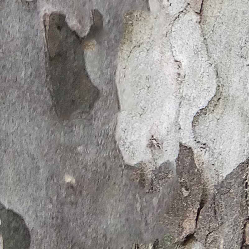 Textures   -   NATURE ELEMENTS   -   BARK  - Platanus bark texture semaless 21245 - HR Full resolution preview demo