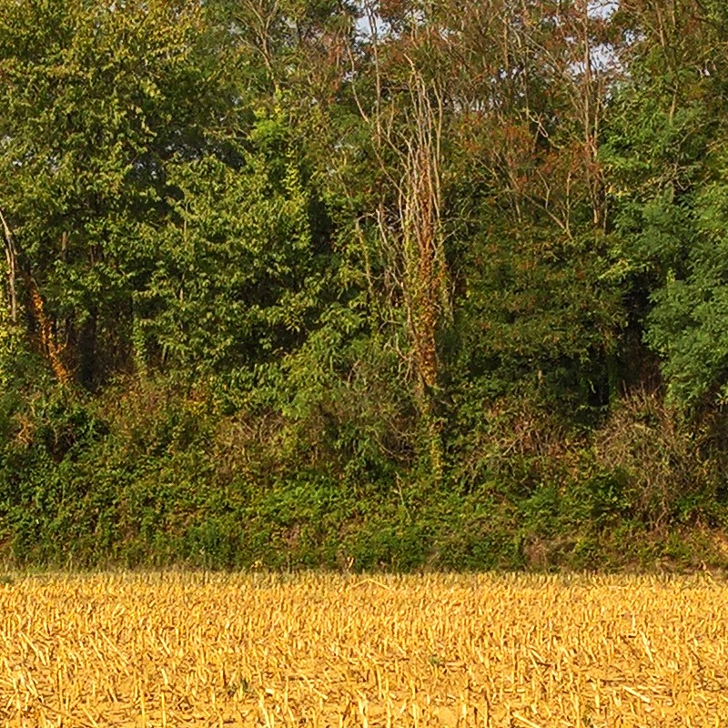 Textures   -   BACKGROUNDS &amp; LANDSCAPES   -   NATURE   -   Countrysides &amp; Hills  - Plowed land countrysides landscape texture 17986 - HR Full resolution preview demo