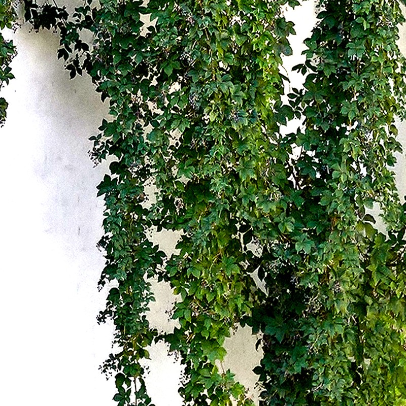 Textures   -   NATURE ELEMENTS   -   VEGETATION   -   Hedges  - Concrete wall with creeper texture seamless 18202 - HR Full resolution preview demo