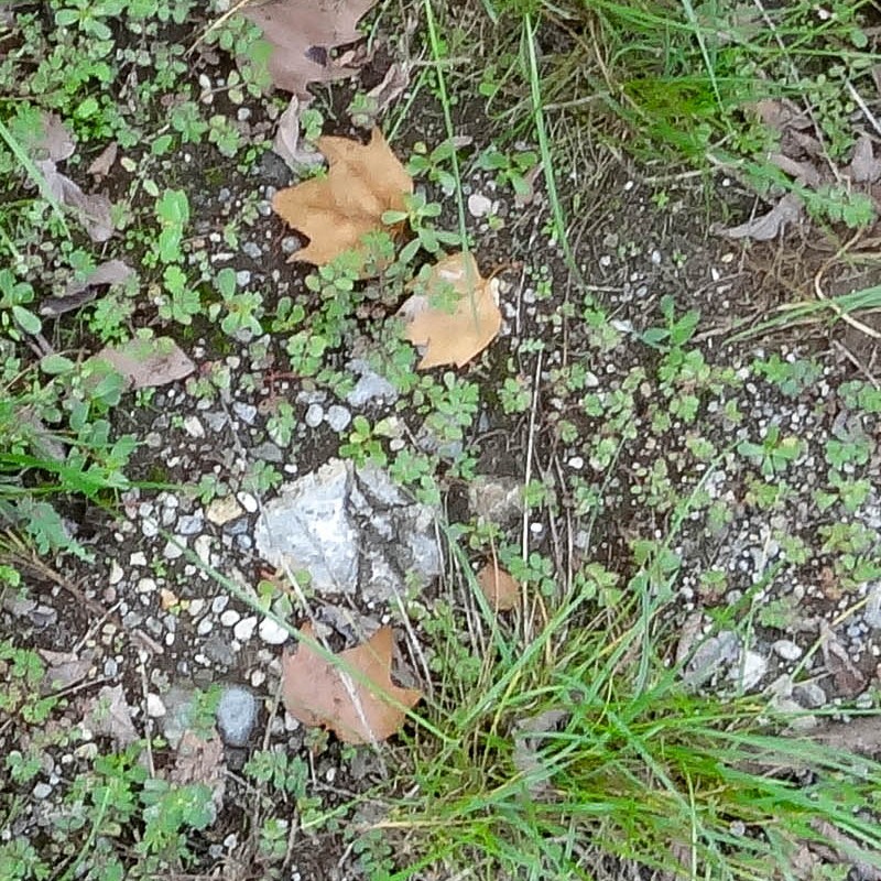 Textures   -   NATURE ELEMENTS   -   VEGETATION   -   Leaves dead  - Grass with dead leaves texture seamless 18651 - HR Full resolution preview demo