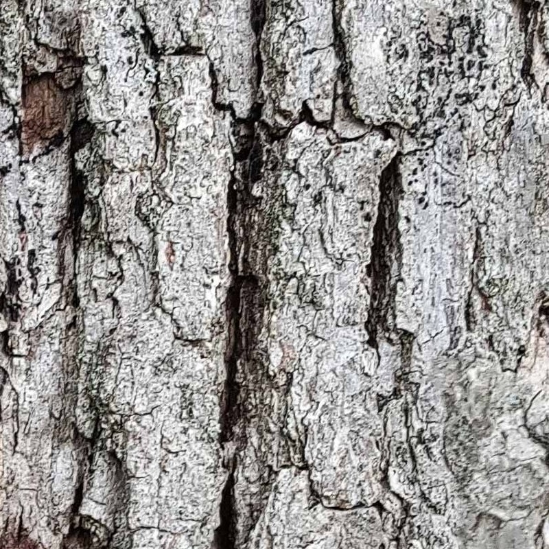 Textures   -   NATURE ELEMENTS   -   BARK  - White oak bark texture seamless 21246 - HR Full resolution preview demo