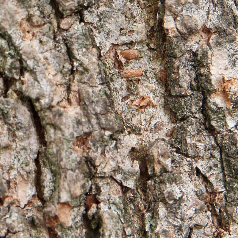 Textures   -   NATURE ELEMENTS   -   BARK  - Bark texture seamless 21247 - HR Full resolution preview demo