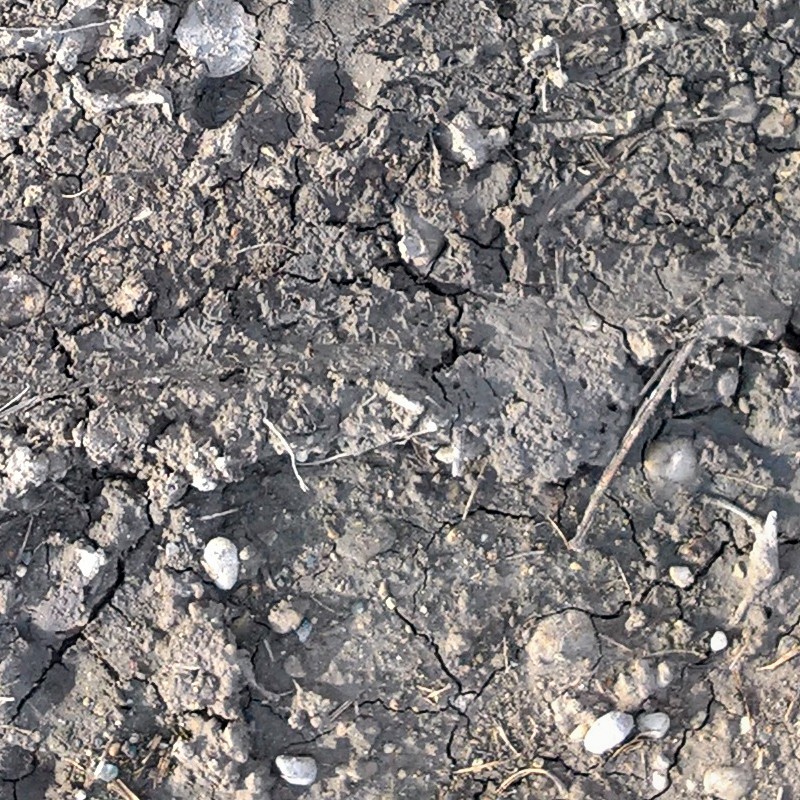 Textures   -   NATURE ELEMENTS   -   SOIL   -   Ground  - Dried ground with tire marks texture seamless 17908 - HR Full resolution preview demo