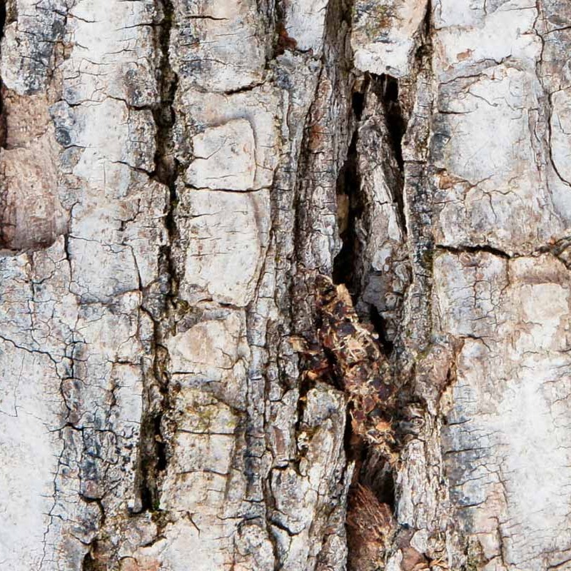 Textures   -   NATURE ELEMENTS   -   BARK  - Bark texture seamless 21248 - HR Full resolution preview demo