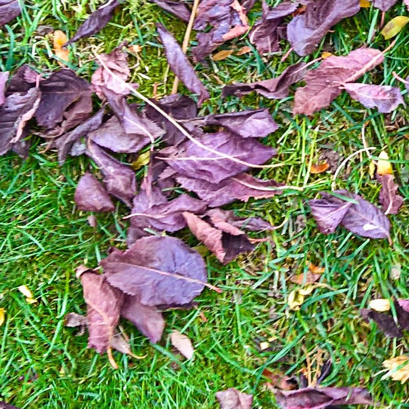 Textures   -   NATURE ELEMENTS   -   VEGETATION   -   Leaves dead  - Green grass with dead leaves texture seamless 18845 - HR Full resolution preview demo