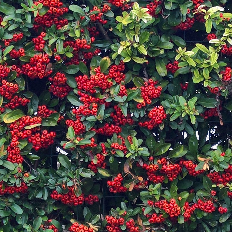Textures   -   NATURE ELEMENTS   -   VEGETATION   -   Hedges  - Cut out autumnal hedge texture seamless 18706 - HR Full resolution preview demo