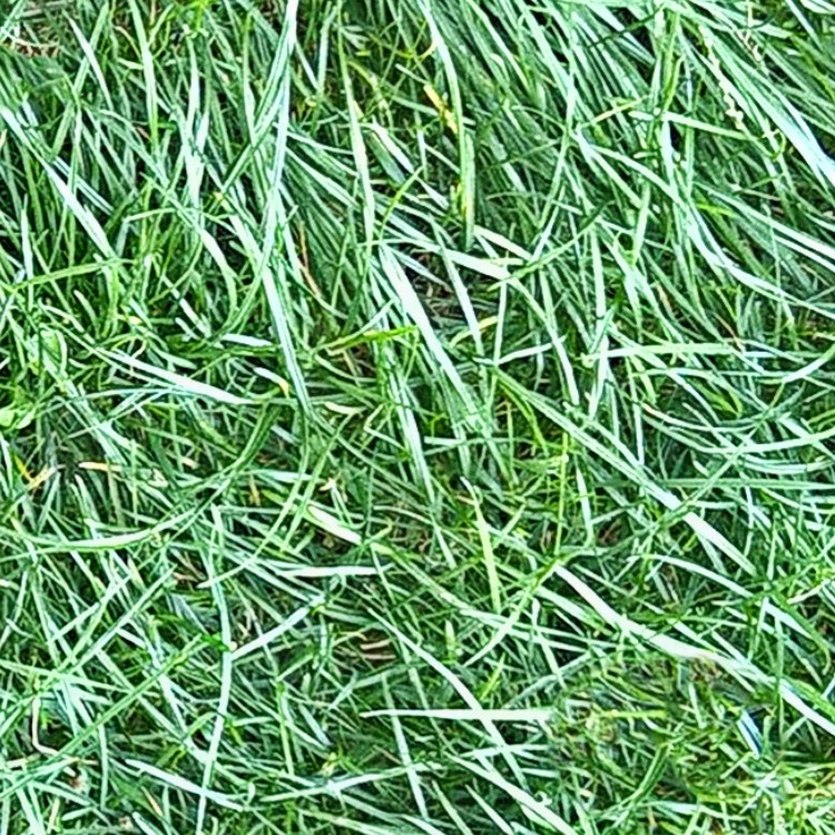 Textures   -   NATURE ELEMENTS   -   VEGETATION   -   Green grass  - Green grass texture seamless 13034 - HR Full resolution preview demo