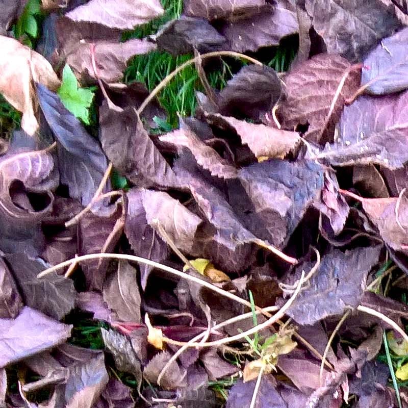 Textures   -   NATURE ELEMENTS   -   VEGETATION   -   Leaves dead  - Pile of dead leaves texture seamless 18846 - HR Full resolution preview demo