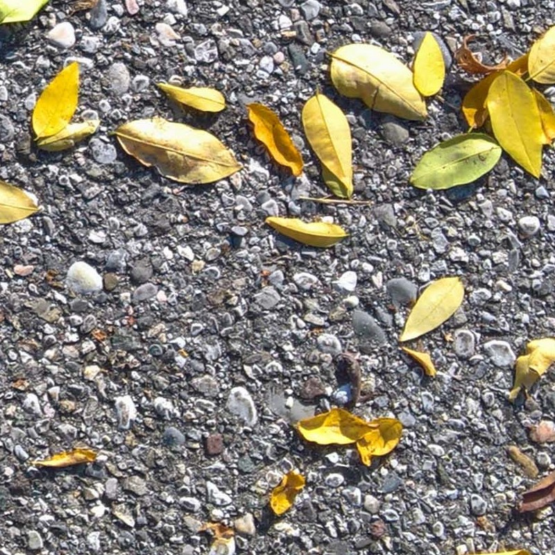 Textures   -   NATURE ELEMENTS   -   VEGETATION   -   Leaves dead  - Asphalt with dead leaves texture seamless 19236 - HR Full resolution preview demo