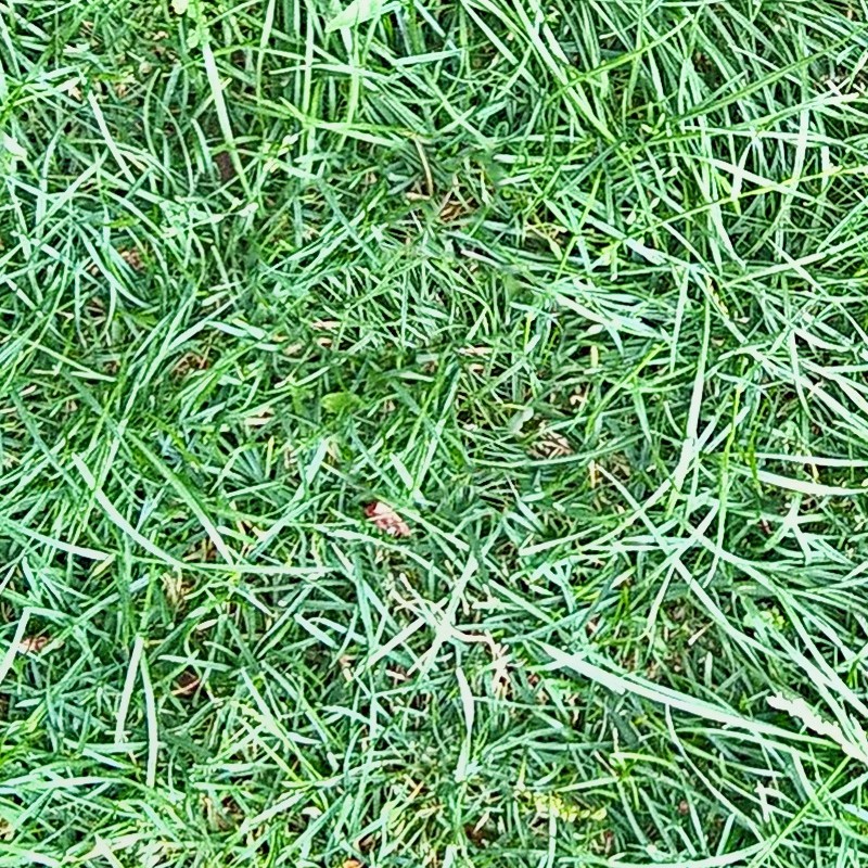 Textures   -   NATURE ELEMENTS   -   VEGETATION   -   Green grass  - Green grass texture seamless 13035 - HR Full resolution preview demo