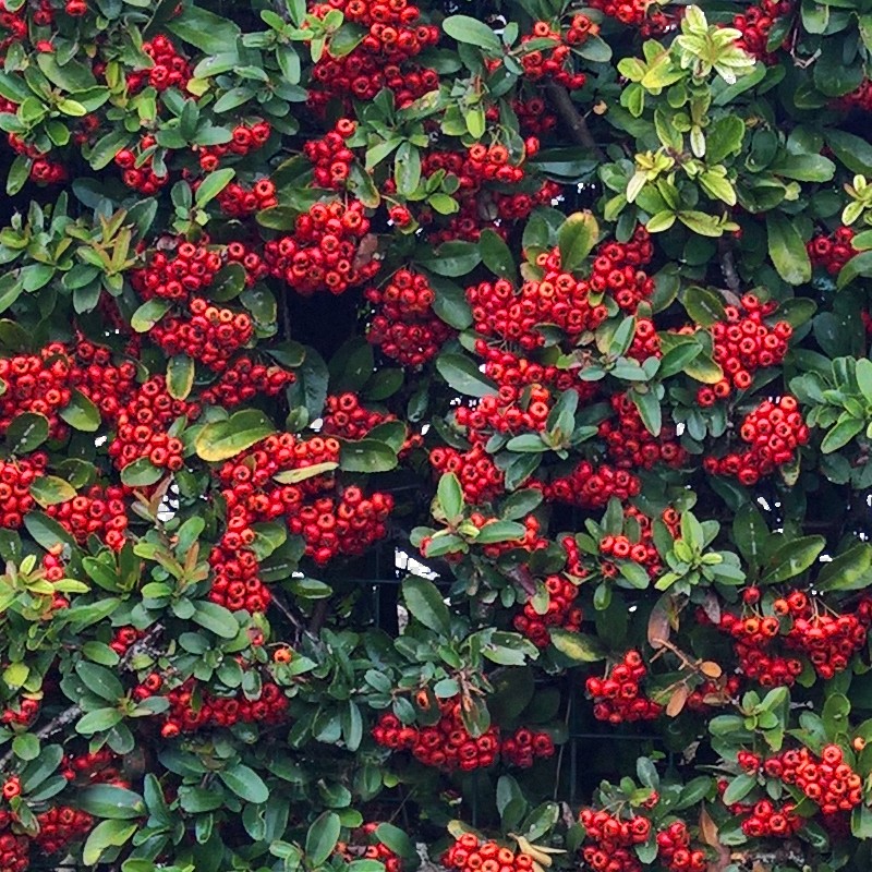 Textures   -   NATURE ELEMENTS   -   VEGETATION   -   Hedges  - Cut out autumnal hedge texture 18708 - HR Full resolution preview demo