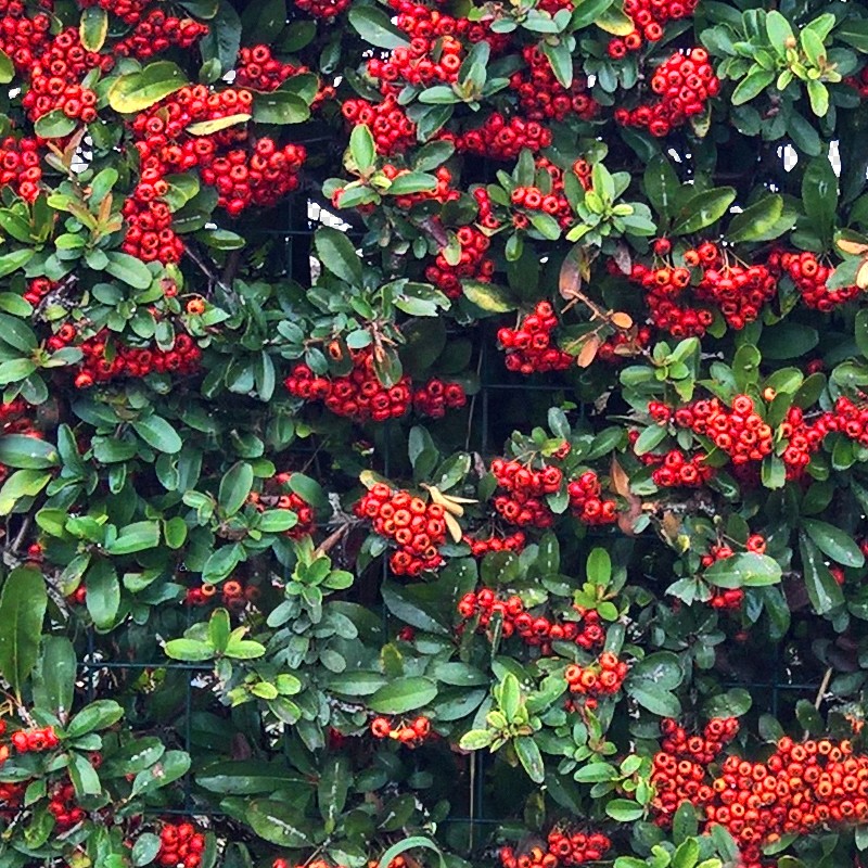 Textures   -   NATURE ELEMENTS   -   VEGETATION   -   Hedges  - Cut out autumnal hedge texture 18709 - HR Full resolution preview demo