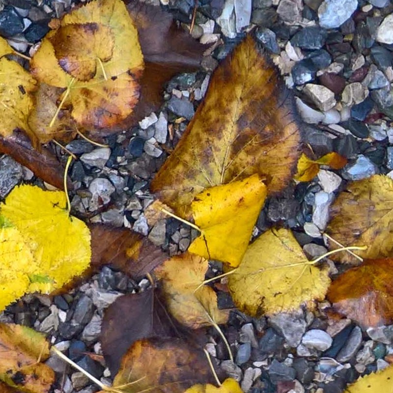 Textures   -   NATURE ELEMENTS   -   VEGETATION   -   Leaves dead  - Wet gravel with dead leaves texture seamless 19239 - HR Full resolution preview demo