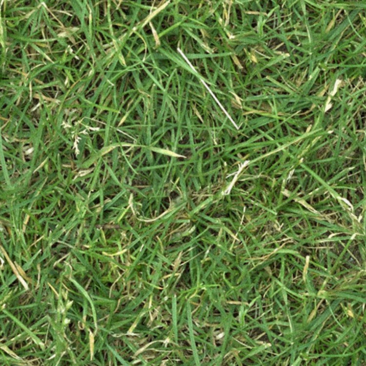 Textures   -   NATURE ELEMENTS   -   VEGETATION   -   Green grass  - Green grass texture seamless 13039 - HR Full resolution preview demo