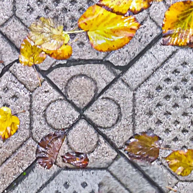 Textures   -   NATURE ELEMENTS   -   VEGETATION   -   Leaves dead  - Wet concrete floor with dead leaves texture seamless 19241 - HR Full resolution preview demo