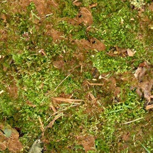 Textures   -   NATURE ELEMENTS   -   VEGETATION   -   Green grass  - Undergrowth green grass texture seamless 13041 - HR Full resolution preview demo