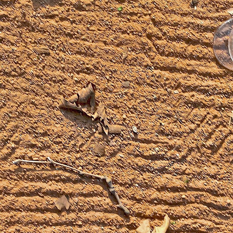 Textures   -   NATURE ELEMENTS   -   SAND  - Yellow sand with glasses and leaves texture 17525 - HR Full resolution preview demo