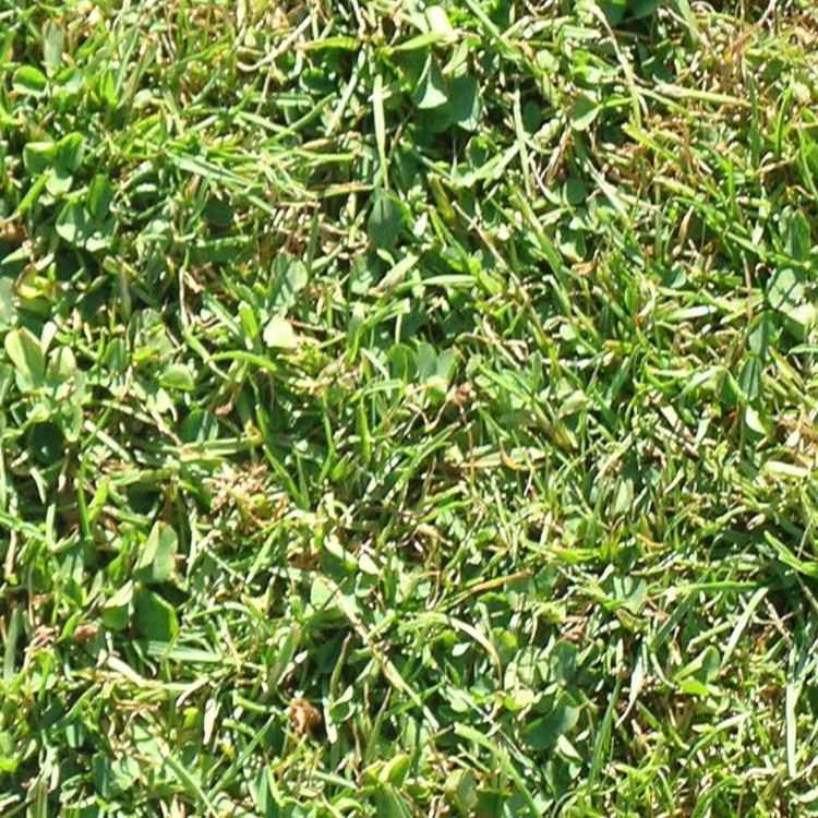 Textures   -   NATURE ELEMENTS   -   VEGETATION   -   Green grass  - Green grass texture seamless 13042 - HR Full resolution preview demo