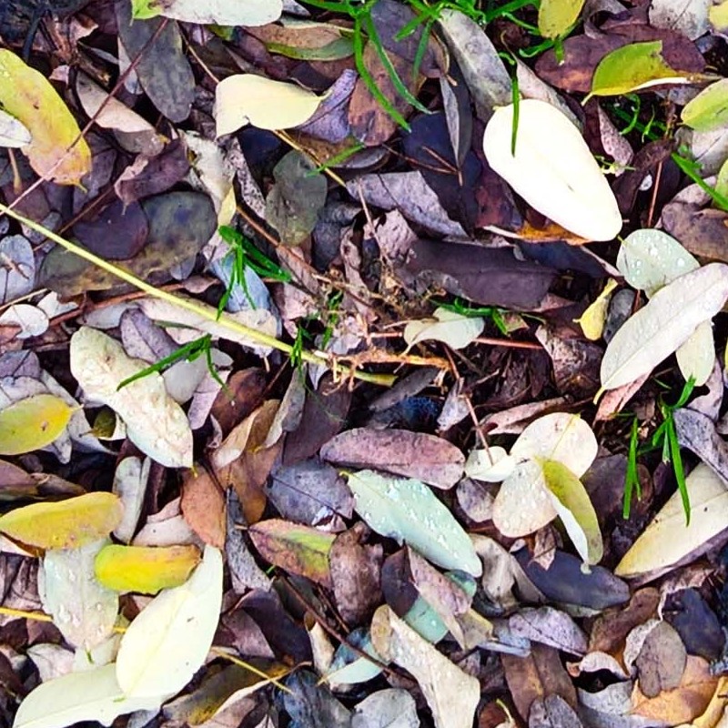 Textures   -   NATURE ELEMENTS   -   VEGETATION   -   Leaves dead  - Leaves dead texture seamless 19526 - HR Full resolution preview demo