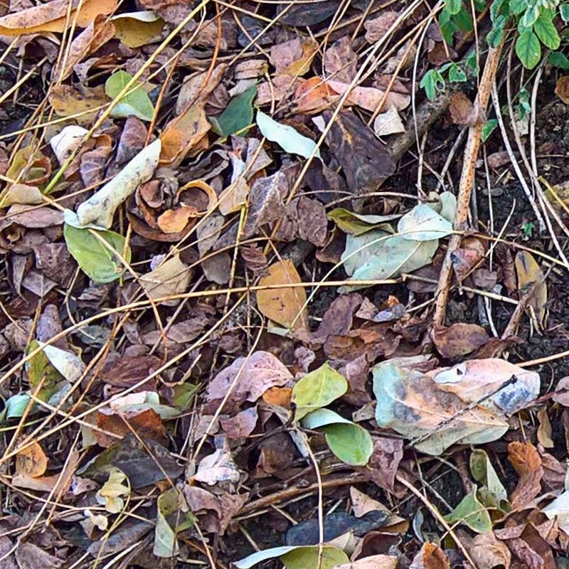 Textures   -   NATURE ELEMENTS   -   VEGETATION   -   Leaves dead  - Leaves dead texture seamless 20436 - HR Full resolution preview demo