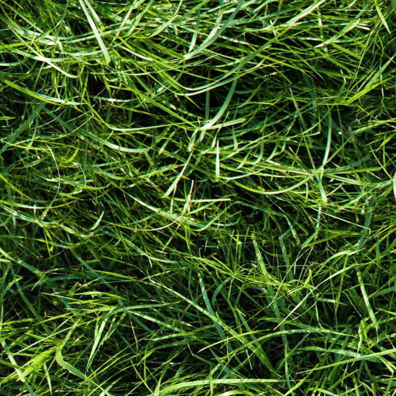Textures   -   NATURE ELEMENTS   -   VEGETATION   -   Green grass  - Green grass texture seamless 13045 - HR Full resolution preview demo