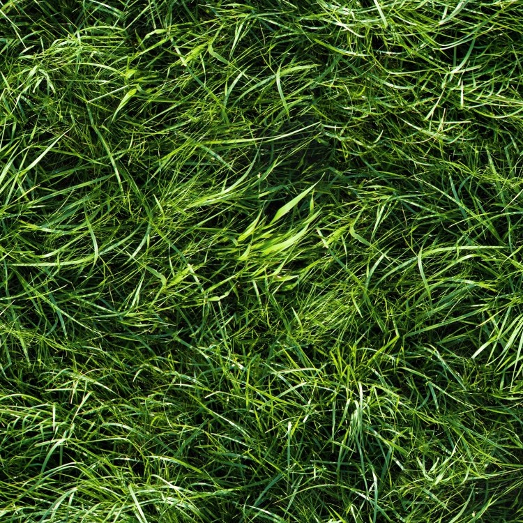 Textures   -   NATURE ELEMENTS   -   VEGETATION   -   Green grass  - Green grass texture seamless 13046 - HR Full resolution preview demo