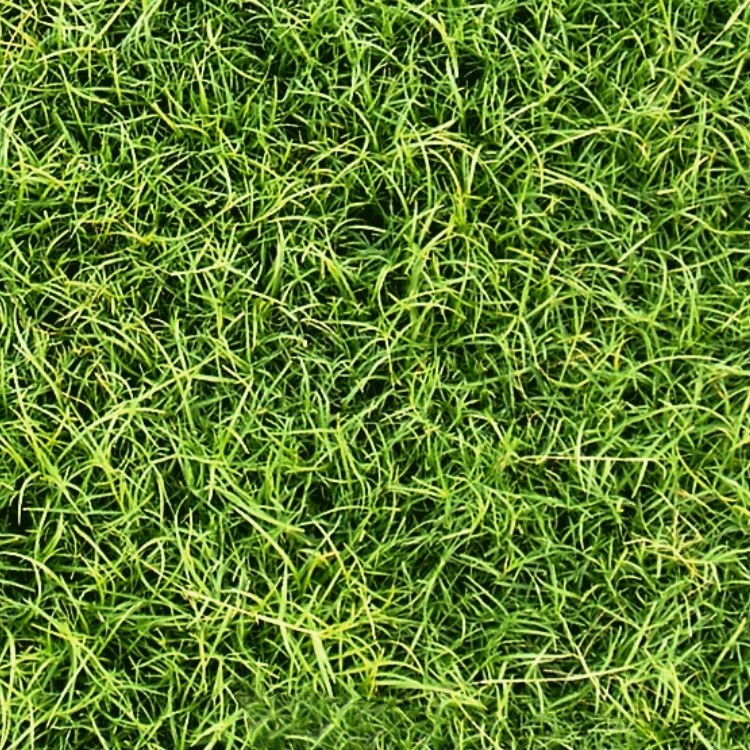 Textures   -   NATURE ELEMENTS   -   VEGETATION   -   Green grass  - Green grass texture seamless 13048 - HR Full resolution preview demo