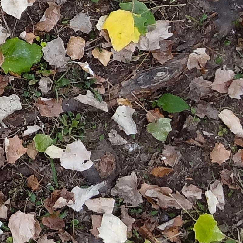 Textures   -   NATURE ELEMENTS   -   VEGETATION   -   Leaves dead  - Leaves dead texture seamless 20523 - HR Full resolution preview demo