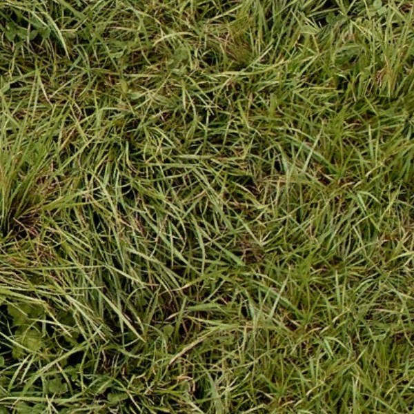 Textures   -   NATURE ELEMENTS   -   VEGETATION   -   Green grass  - Green grass texture seamless 13049 - HR Full resolution preview demo
