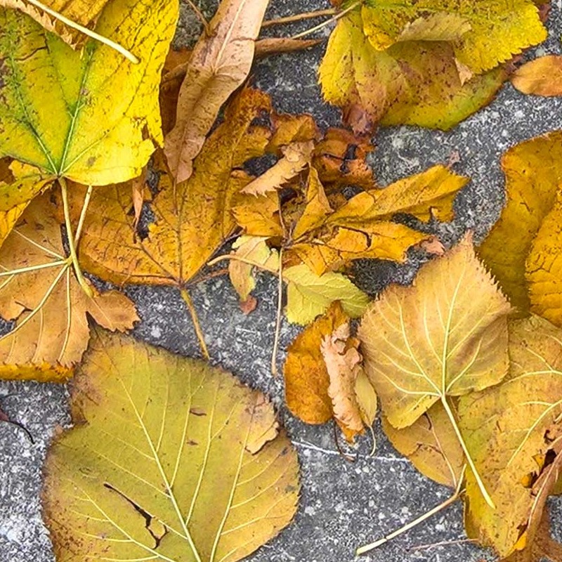 Textures   -   NATURE ELEMENTS   -   VEGETATION   -   Leaves dead  - Sidewalk with dead leaves texture seamless 20524 - HR Full resolution preview demo