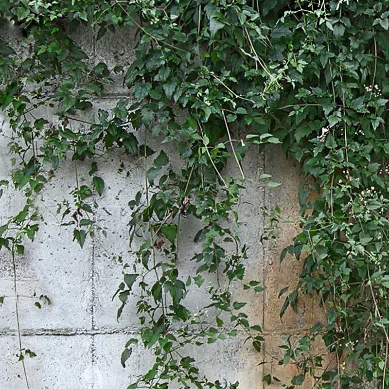 Textures   -   NATURE ELEMENTS   -   VEGETATION   -   Hedges  - Concrete wall with climbing plants texture horizontal seamless 20817 - HR Full resolution preview demo