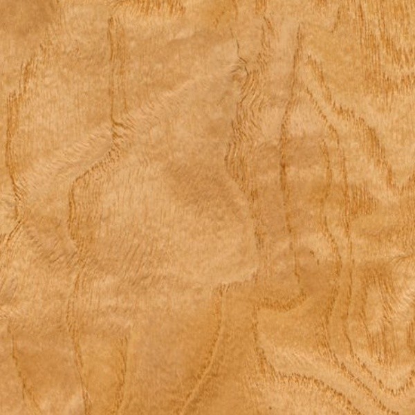 White ash burl wood medium color texture seamless 04488