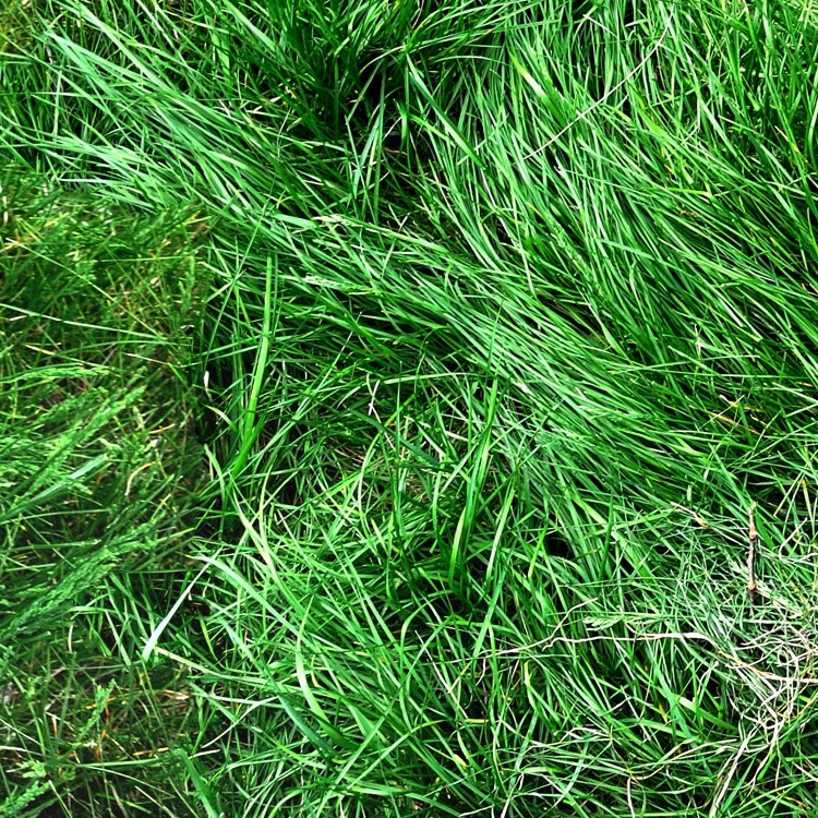 Textures   -   NATURE ELEMENTS   -   VEGETATION   -   Green grass  - Green grass texture seamless 13059 - HR Full resolution preview demo