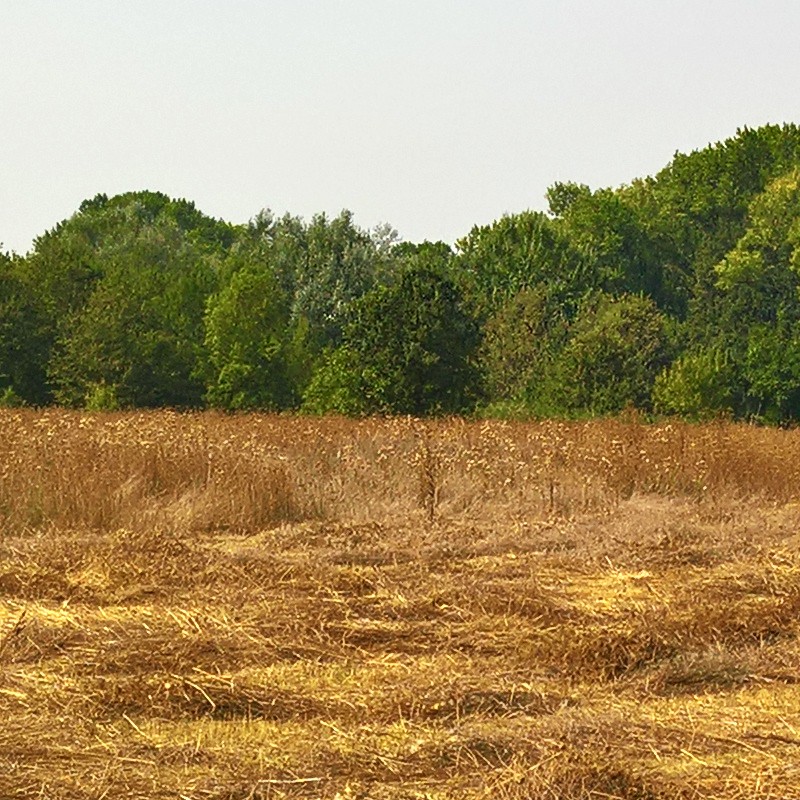 Textures   -   BACKGROUNDS &amp; LANDSCAPES   -   NATURE   -   Countrysides &amp; Hills  - Countrysides wheat field landscape 18024 - HR Full resolution preview demo