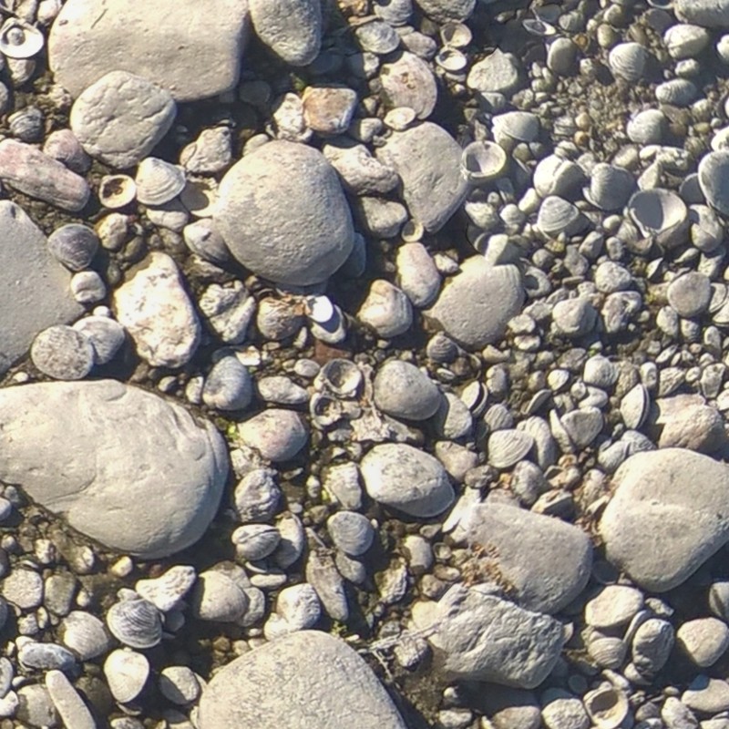 Textures   -   NATURE ELEMENTS   -   GRAVEL &amp; PEBBLES  - Pebbles stone po river with fossil shells texture seamless 17318 - HR Full resolution preview demo