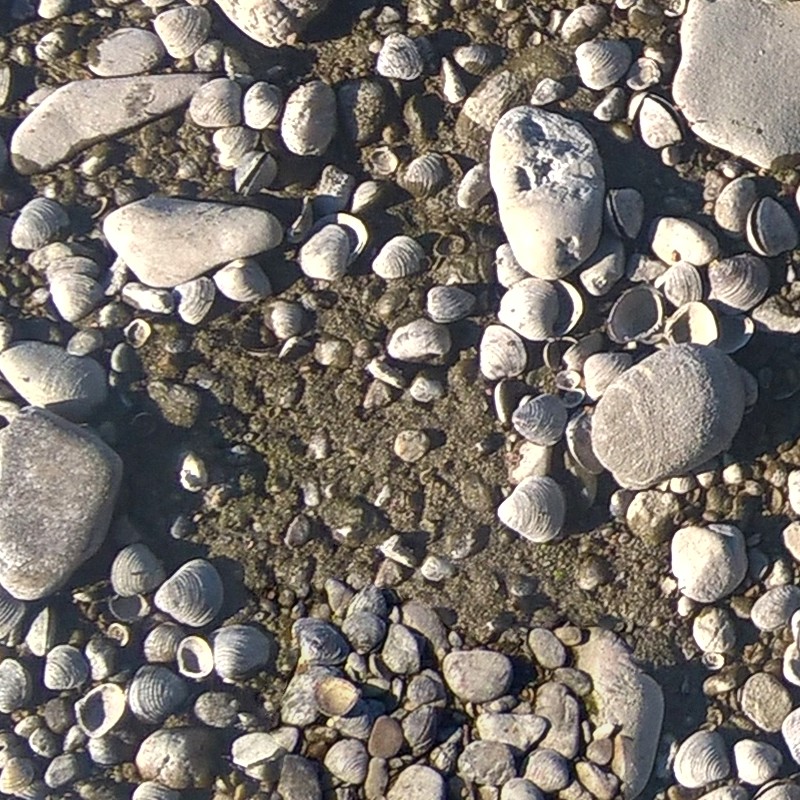 Textures   -   NATURE ELEMENTS   -   GRAVEL &amp; PEBBLES  - Pebbles stone po river with fossil shells texture seamless 17319 - HR Full resolution preview demo