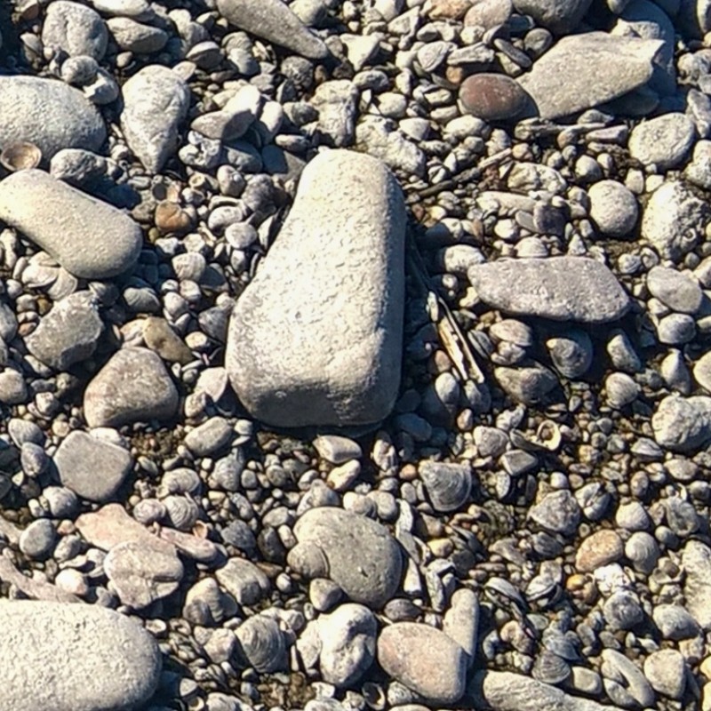 Textures   -   NATURE ELEMENTS   -   GRAVEL &amp; PEBBLES  - Pebbles stone po river with fossil shells texture seamless 17320 - HR Full resolution preview demo