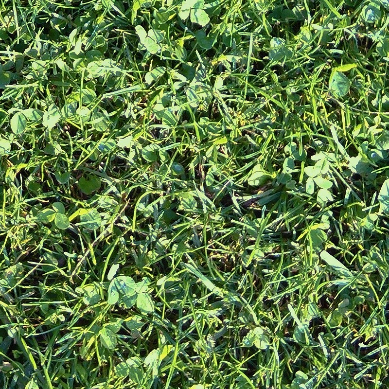 Textures   -   NATURE ELEMENTS   -   VEGETATION   -   Green grass  - Green grass texture seamless 17671 - HR Full resolution preview demo