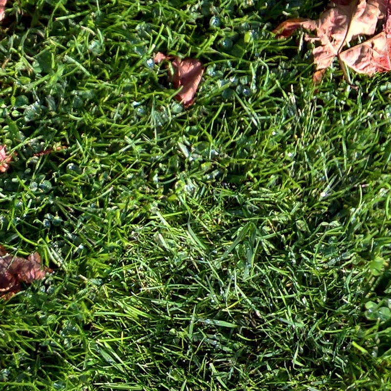 Textures   -   NATURE ELEMENTS   -   VEGETATION   -   Green grass  - Green grass texture seamless 17672 - HR Full resolution preview demo